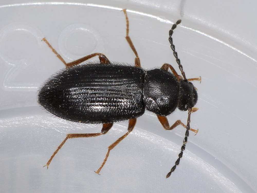 Mycetochara linearis, femmina - Tenebrionidae
